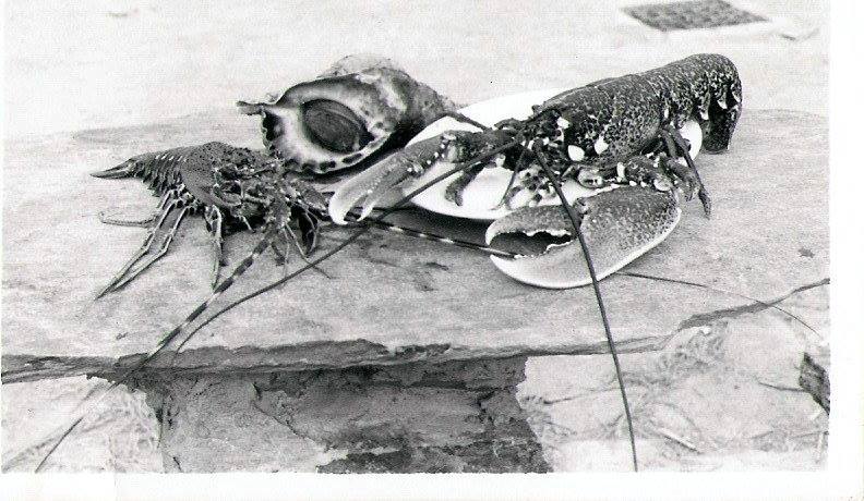 Futura grande mangiata. Per i conoscitori di Gorgona si può notare la grata che c'era sul prato prima che ci venisse aggiunto quasi un metro di terra. Grande pesca.jpg